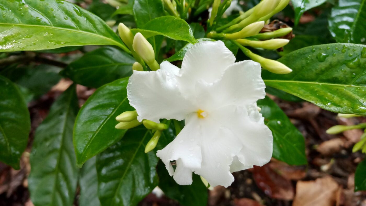 Conolidine crepe jasmine