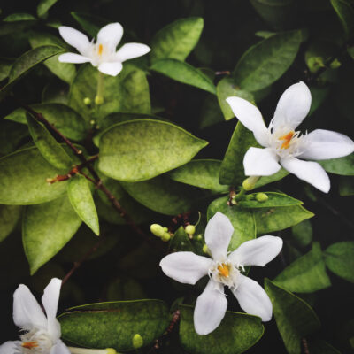 Conolidine crepe jasmine flower extract